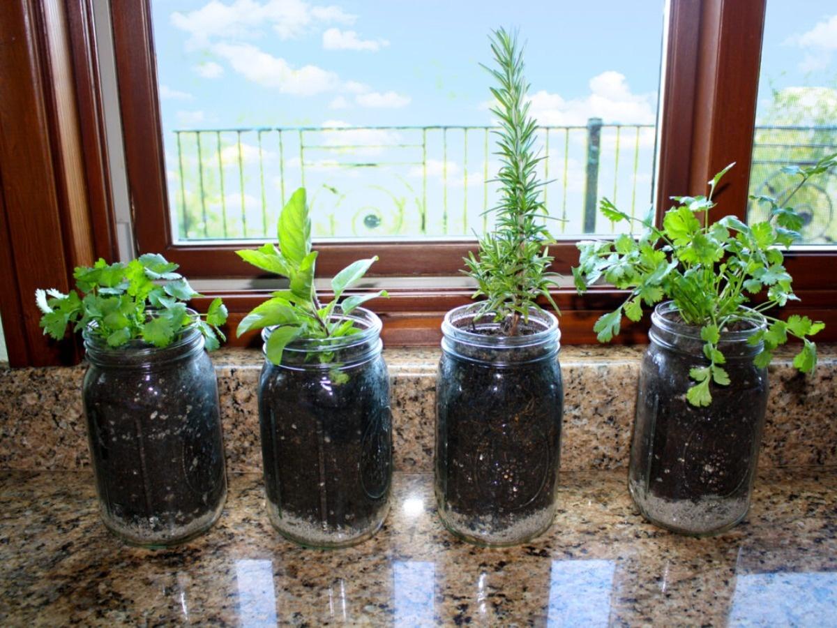 10 Amazing Mason Jar Herb Garden for 2024