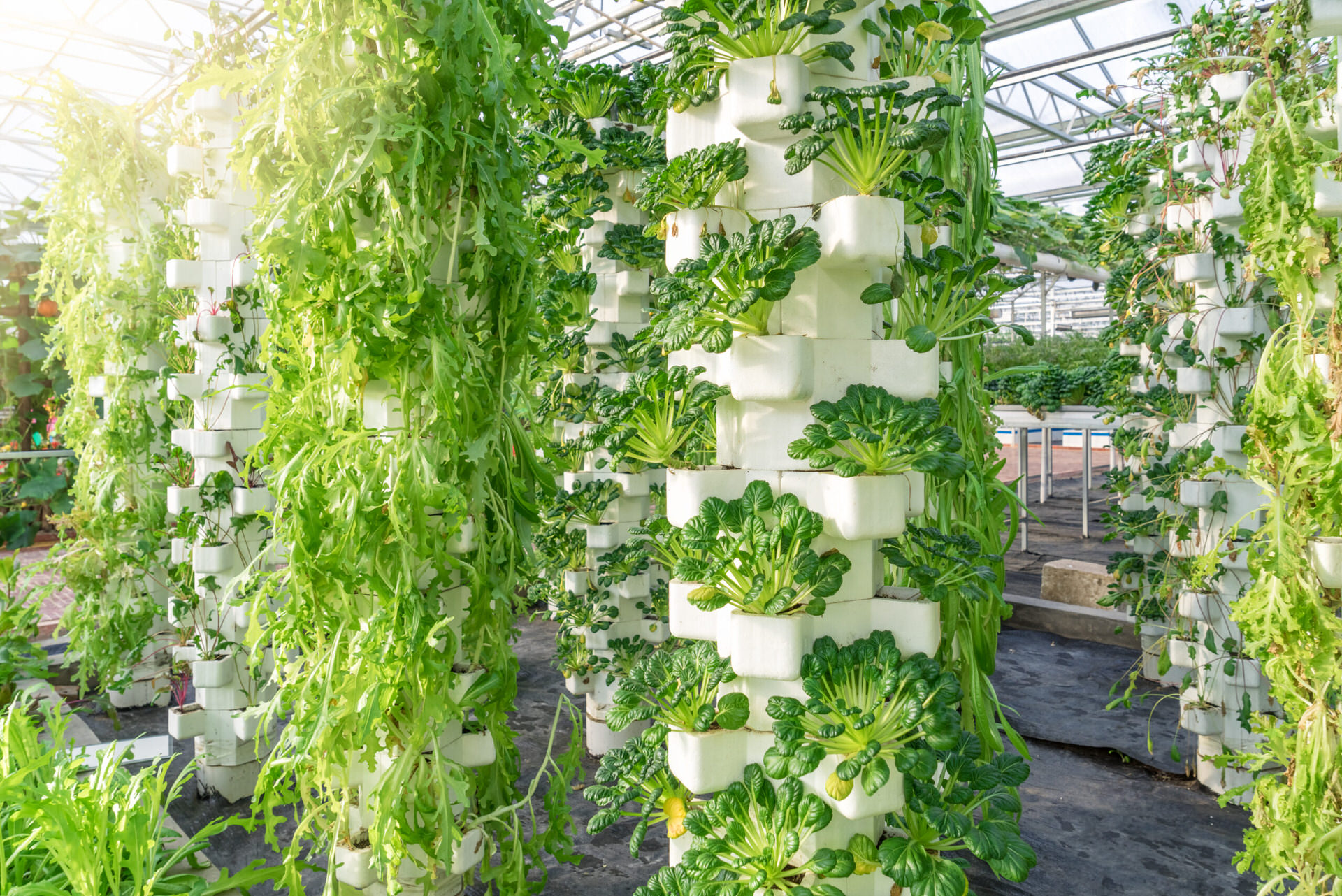 10 Best Hydroponics Tower for 2024