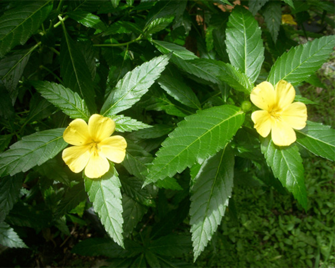 10 Incredible Damiana Herb for 2024