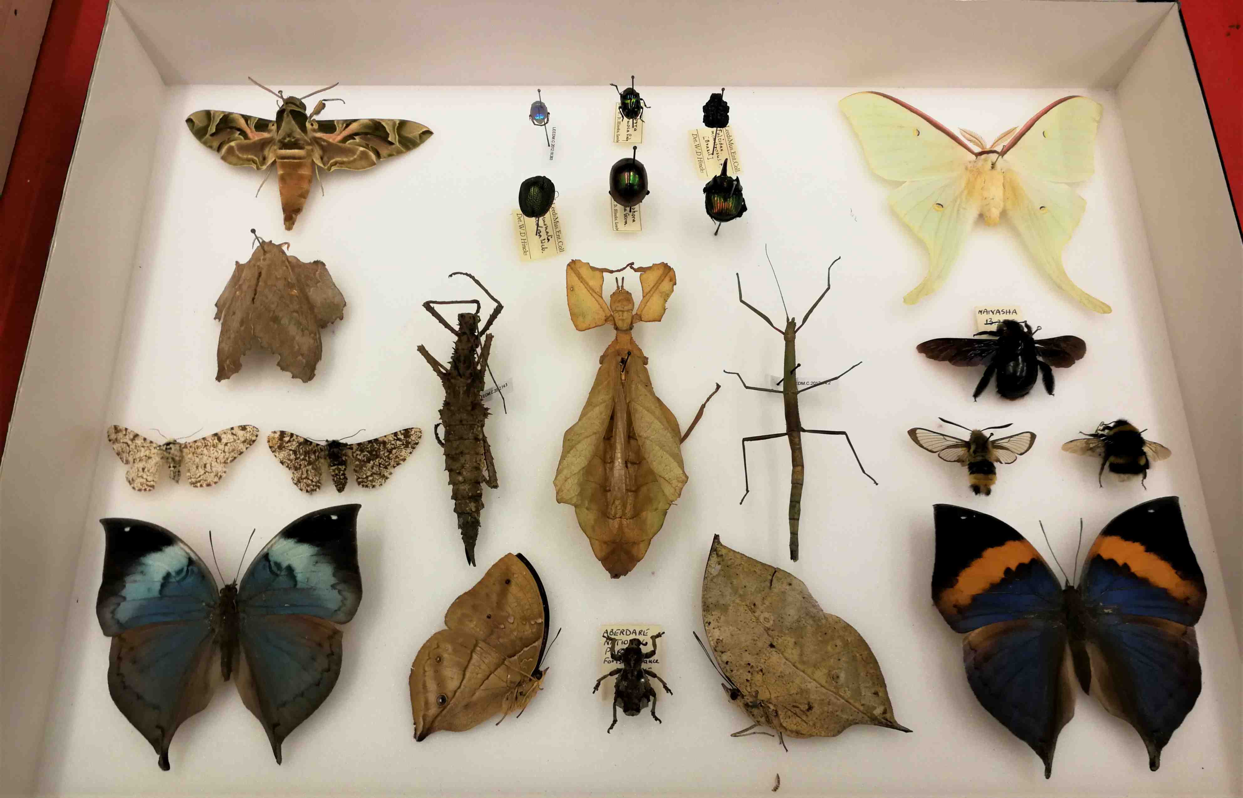 10 Superior Insect Identification for 2024