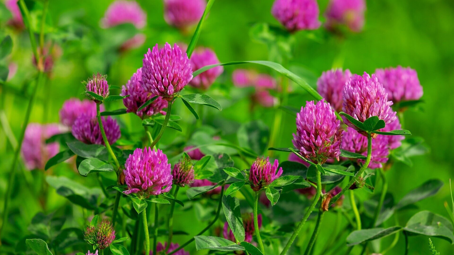10 Superior Red Clover Herb for 2024