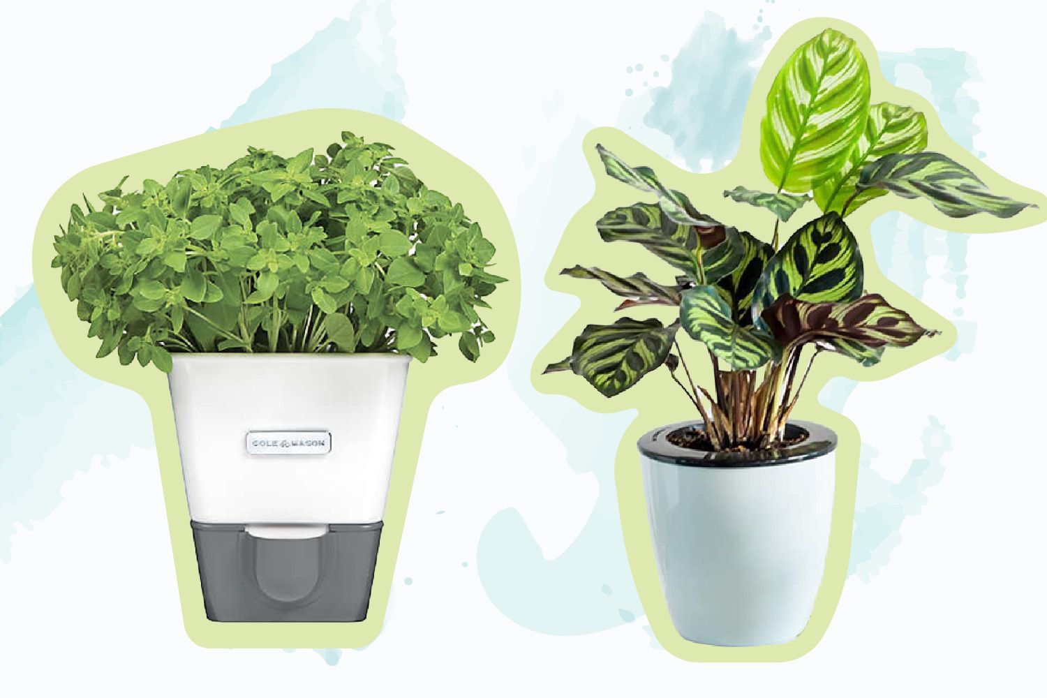 11 Amazing Self Watering Herb Planter for 2024