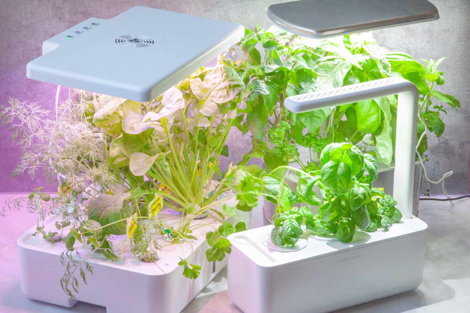 11 Best Hydroponics for 2024