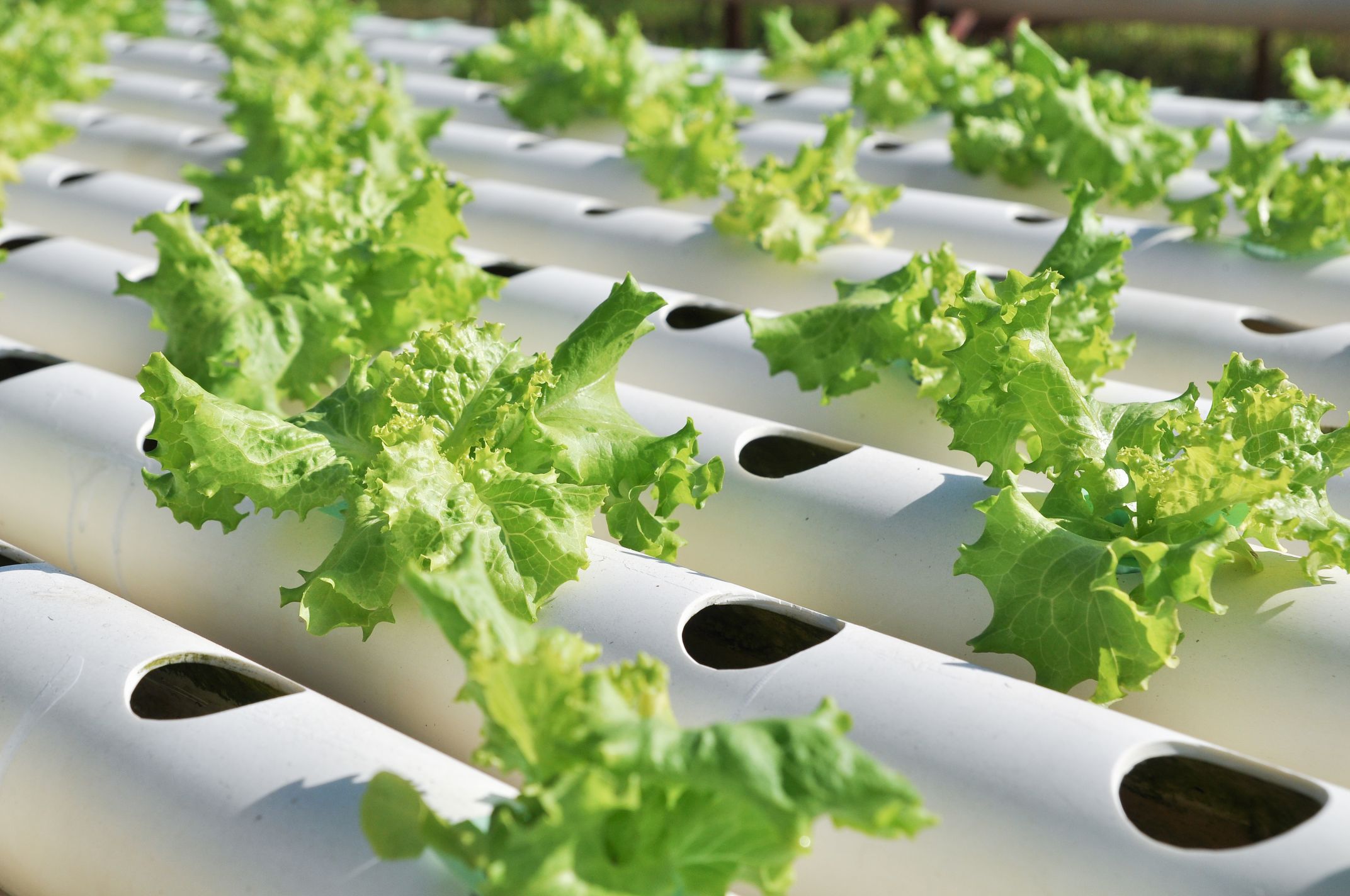 11 Best Hydroponics Supplies for 2024