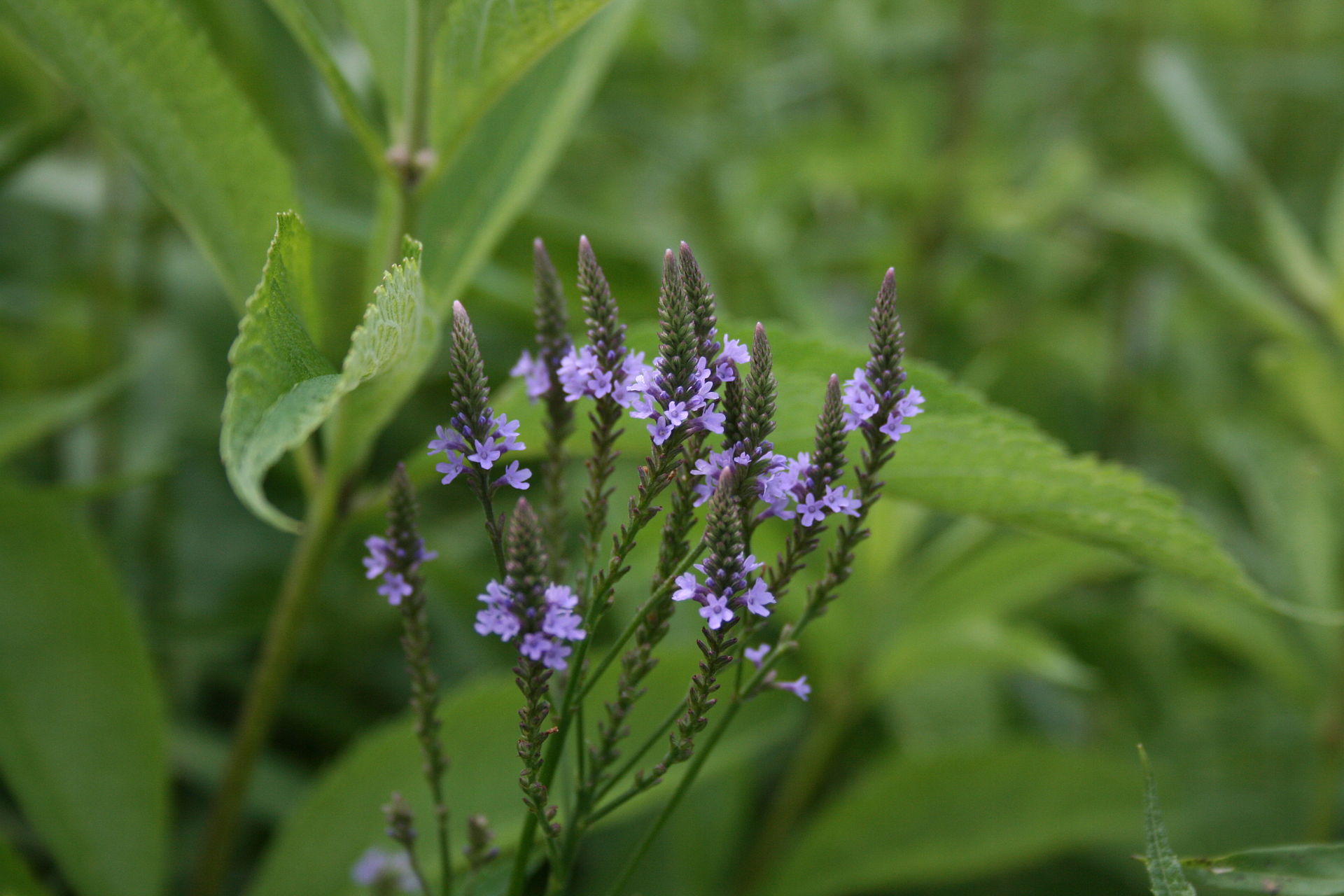 11 Incredible Blue Vervain Herb for 2024