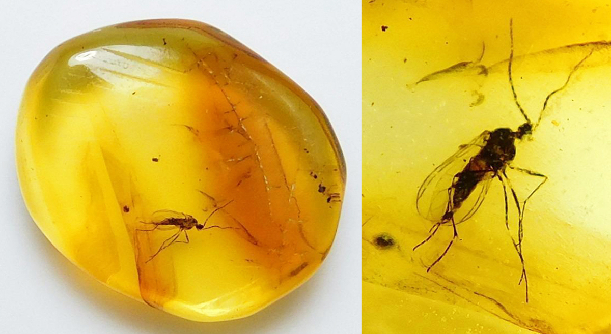 11 Superior Amber With Insect for 2024