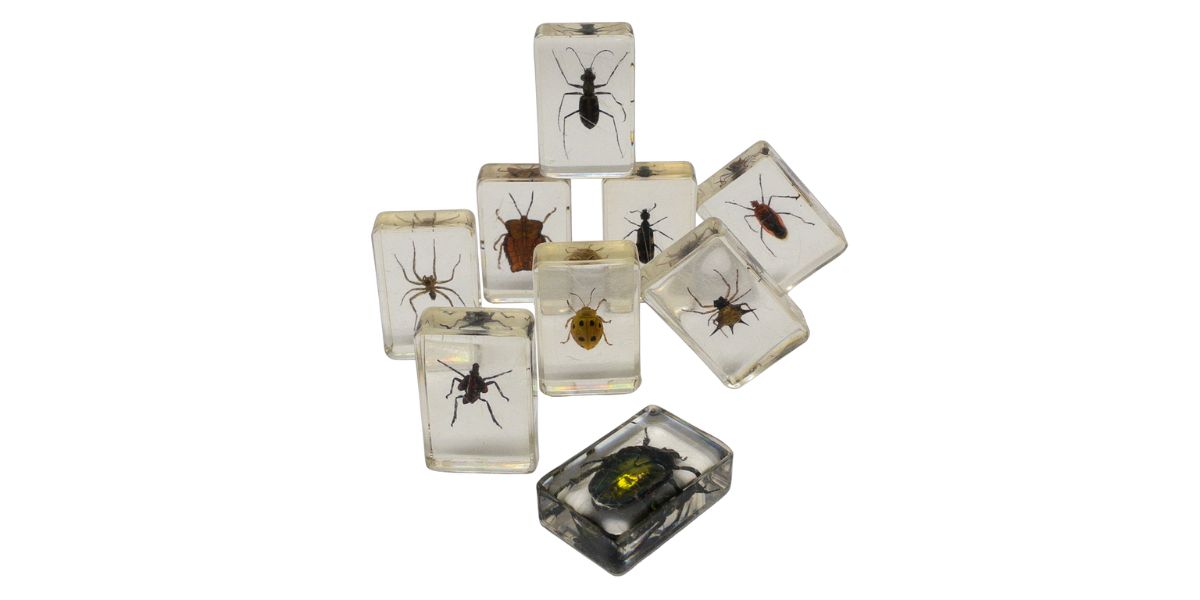 11 Superior Insect Specimens for 2024
