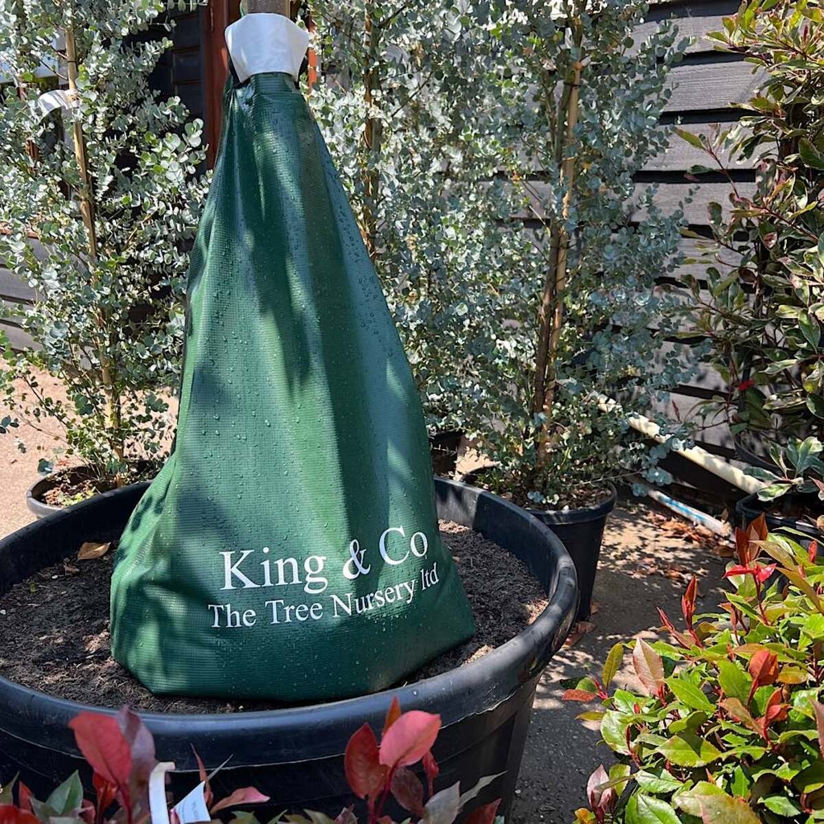 11 Unbelievable Tree Irrigation Bag for 2024