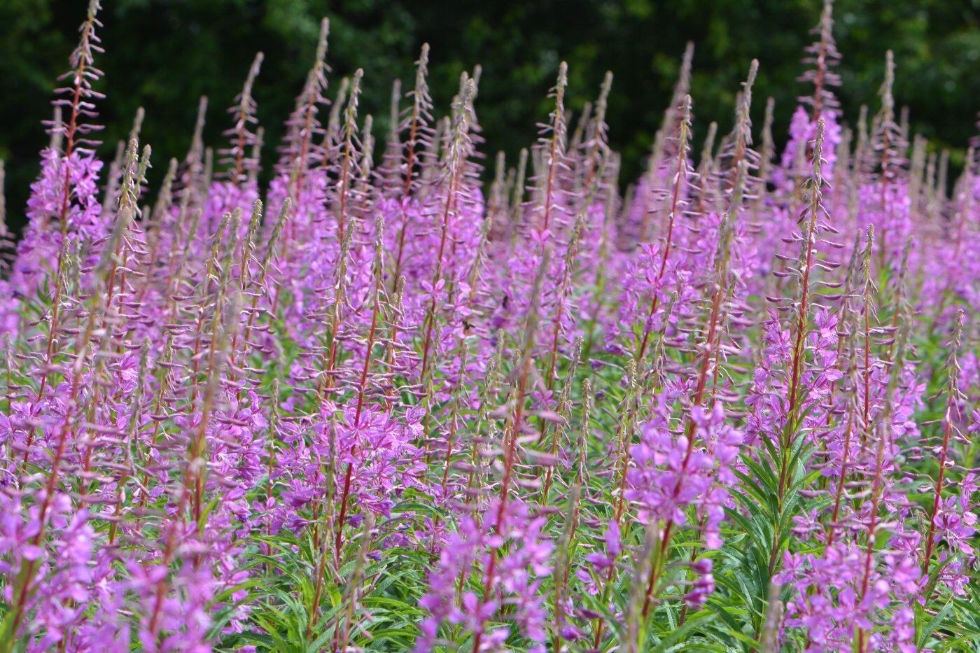 11 Unbelievable Willow Herb for 2024