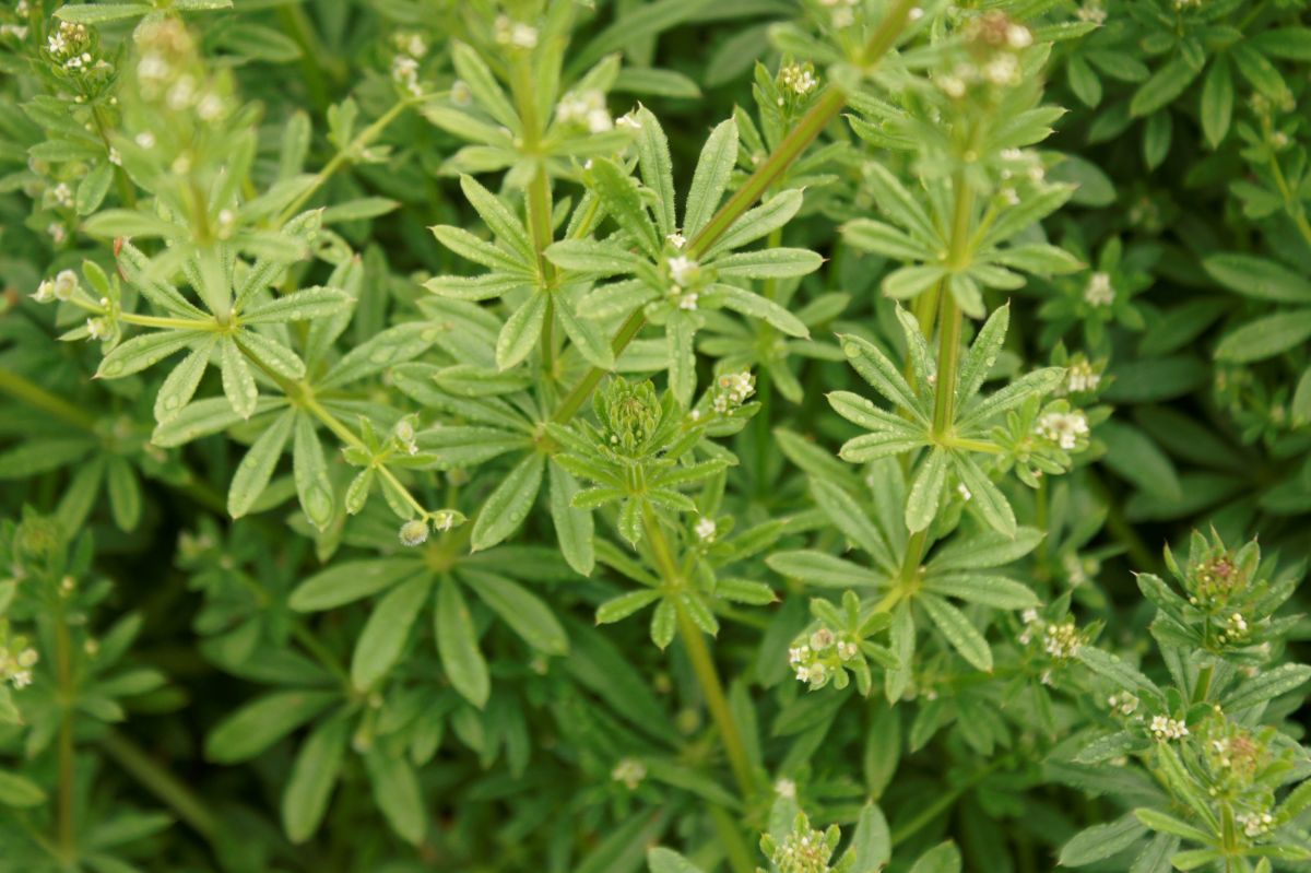 12 Amazing Cleavers Herb for 2023