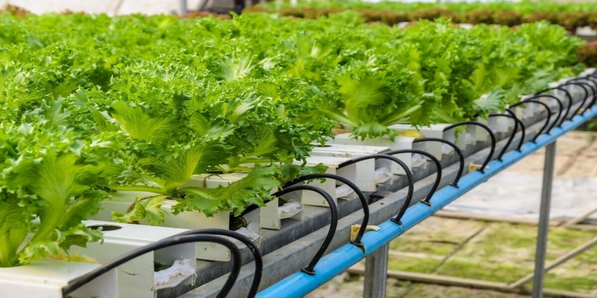 12 Best Ebb And Flow Hydroponics for 2024