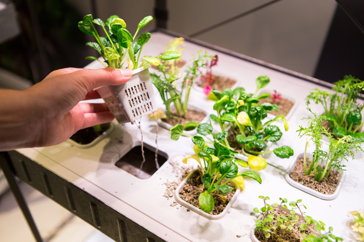 12 Incredible Hydroponics For Beginners for 2024