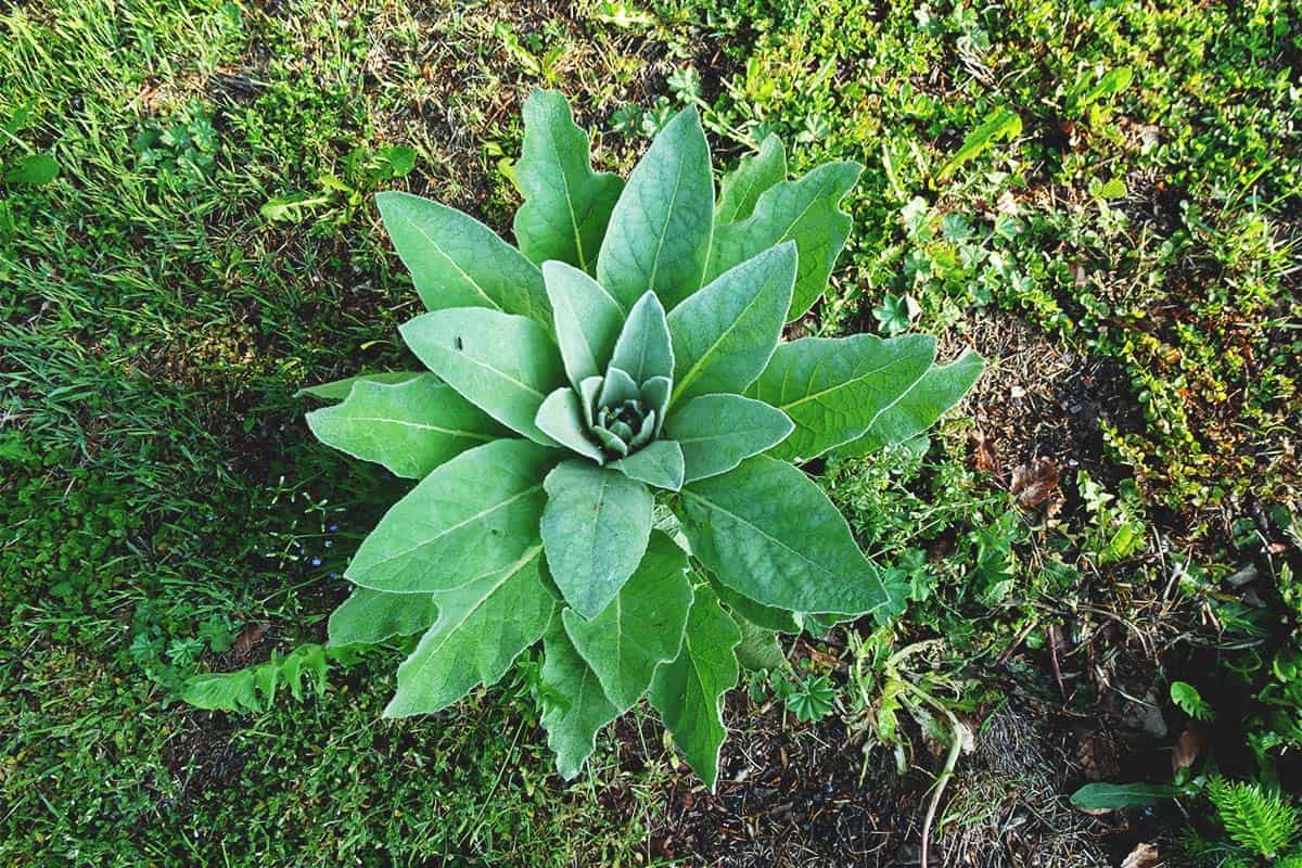 12 Incredible Mullein Herb for 2024