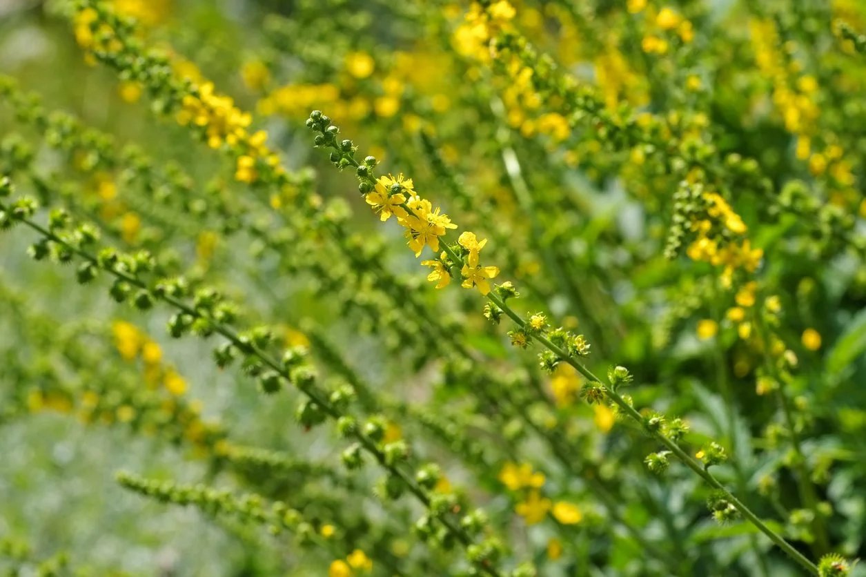 12 Superior Agrimony Herb for 2023