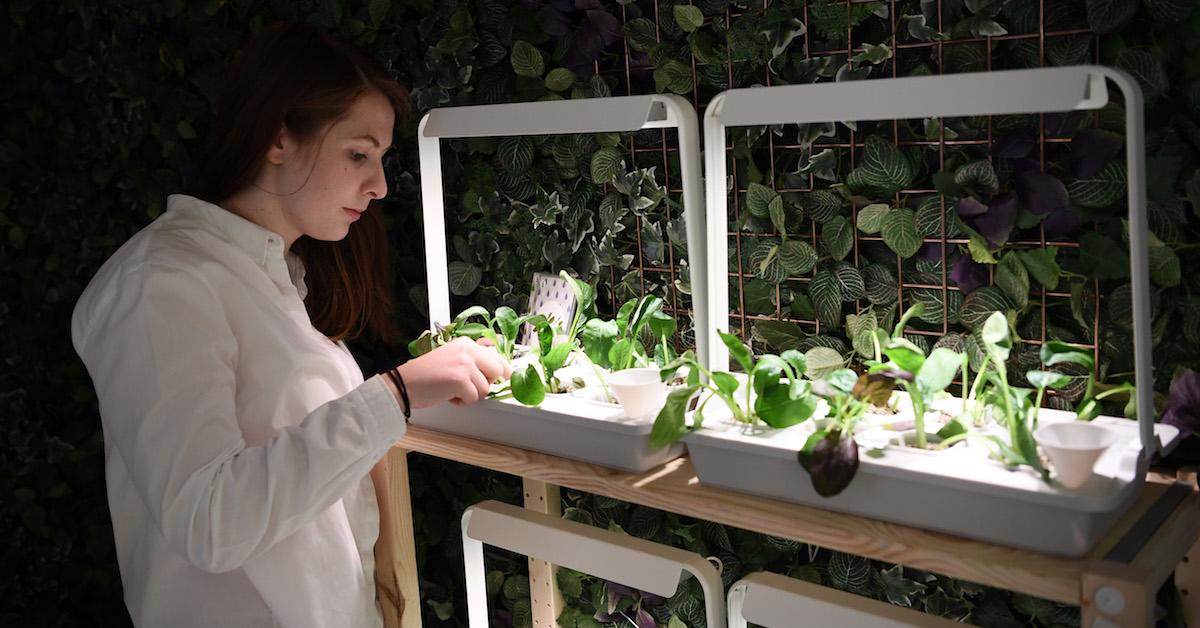 12 Superior Home Hydroponics for 2024
