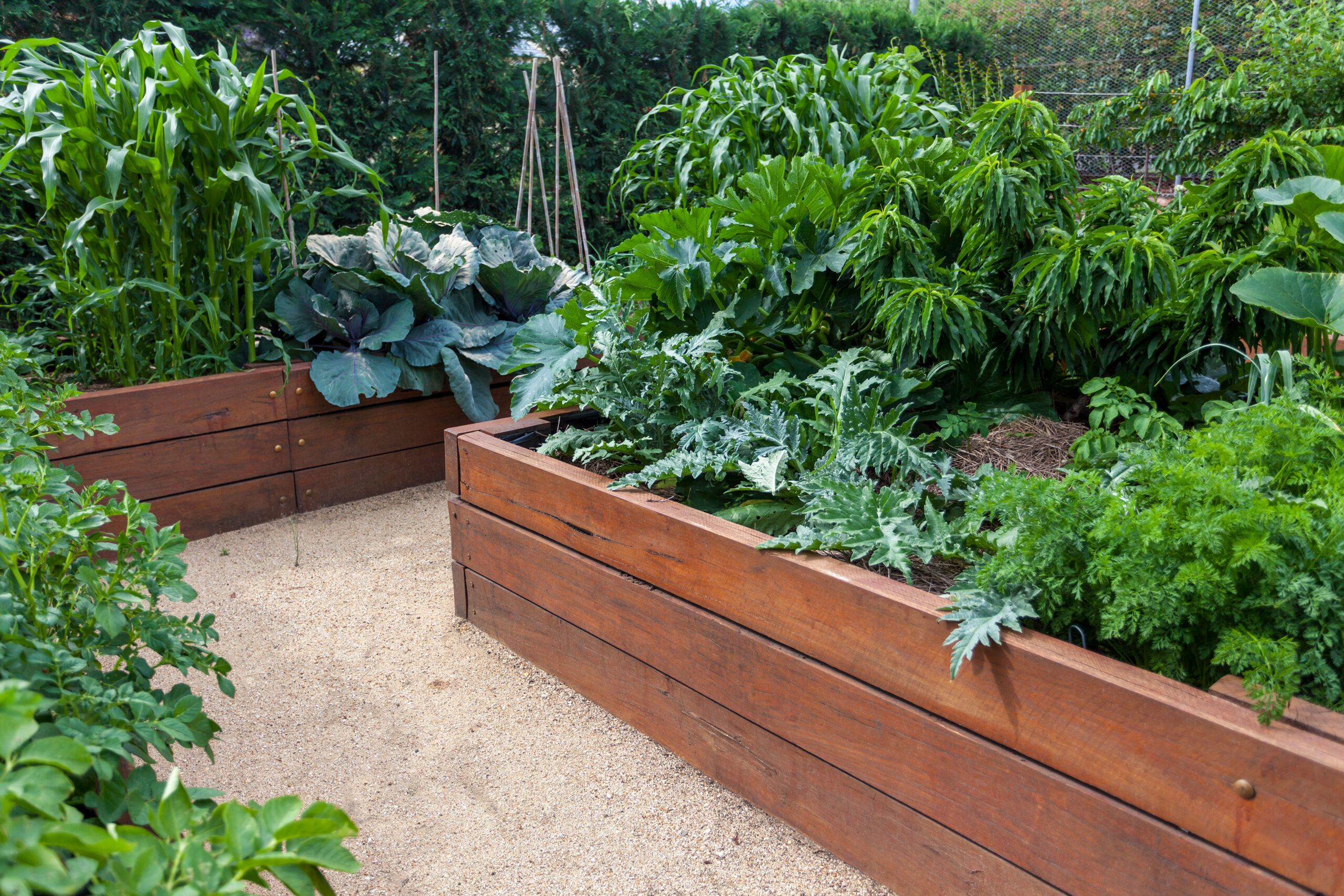 12 Unbelievable Drip Irrigation For Raised Beds for 2024