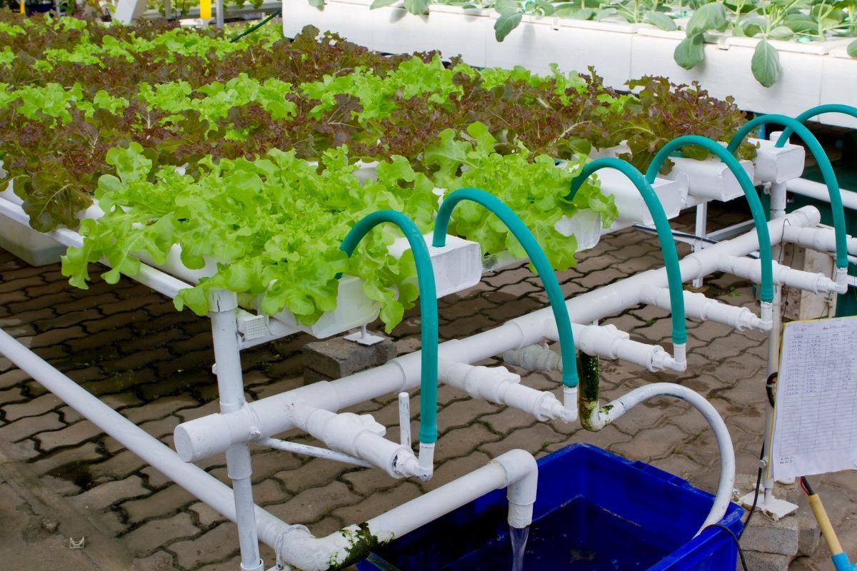 12 Unbelievable Hydroponics Watering System for 2024