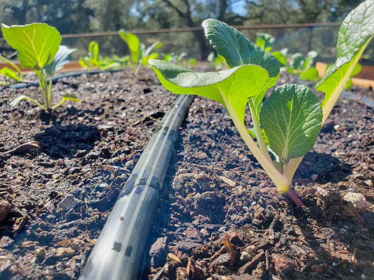13 Amazing Drip Irrigation Raised Bed for 2024