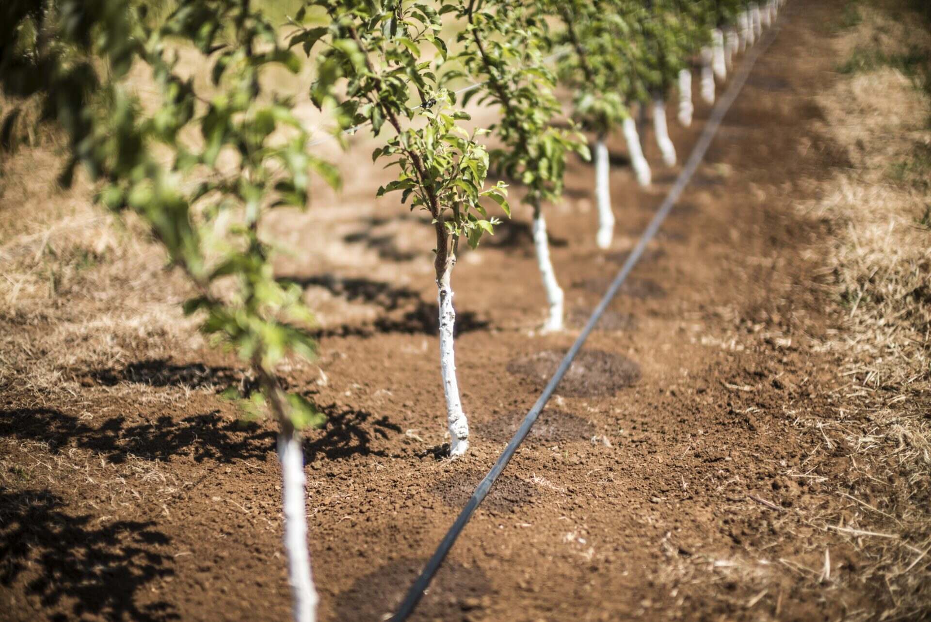 13 Amazing Tree Drip Irrigation for 2024