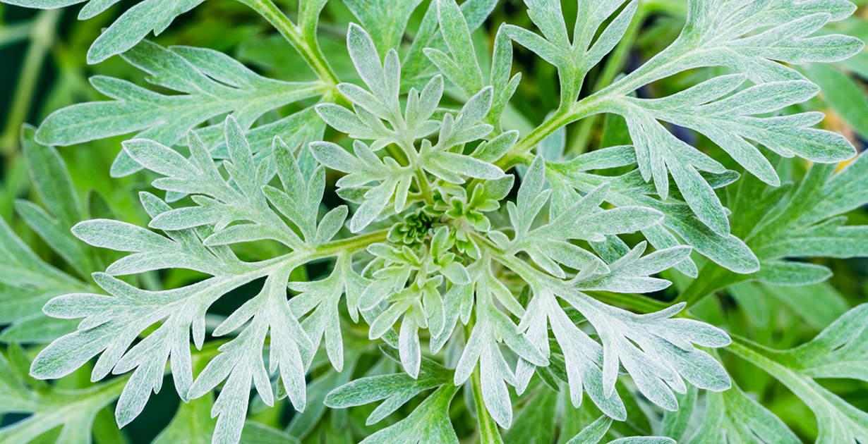 13 Amazing Wormwood Herb for 2024