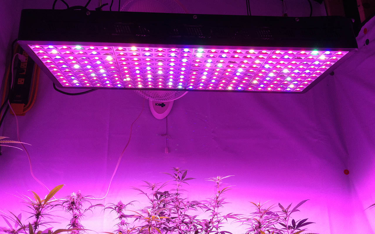 13 Best Apollo Horticulture Grow Lights for 2024