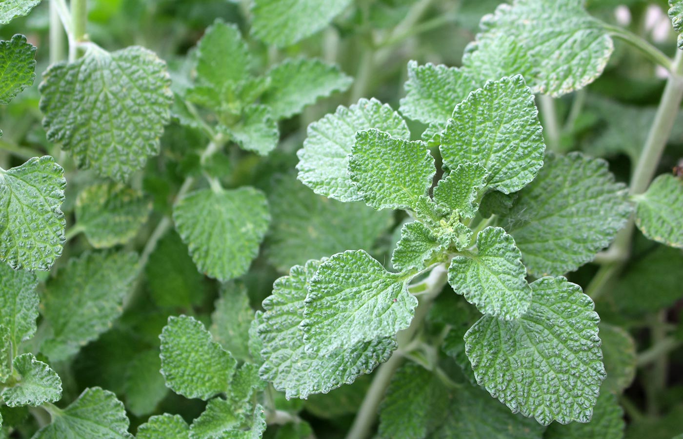 13 Incredible Horehound Herb for 2024