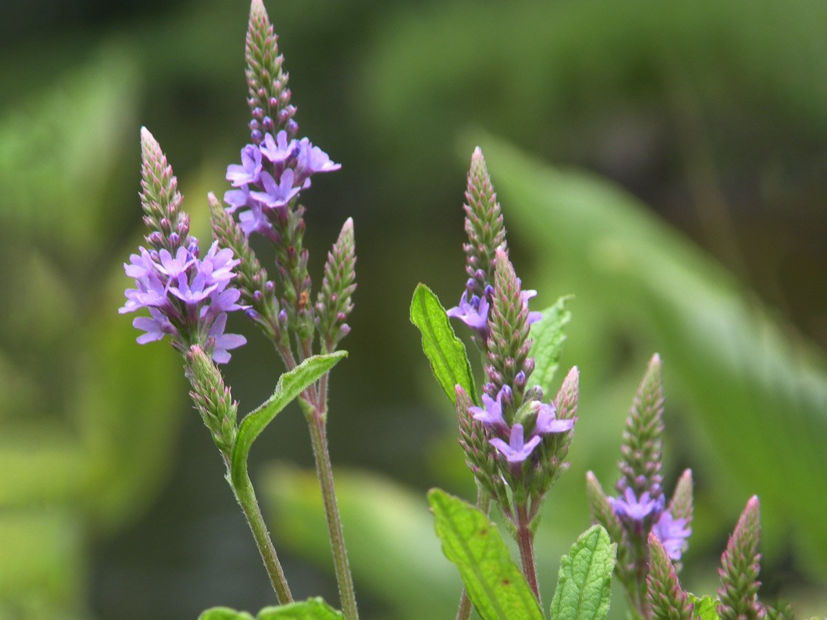 13 Superior Vervain Herb for 2023