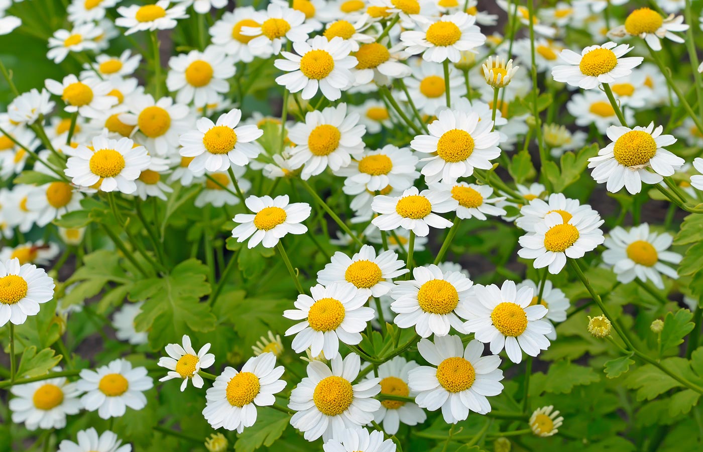 13 Unbelievable Feverfew Herb for 2024