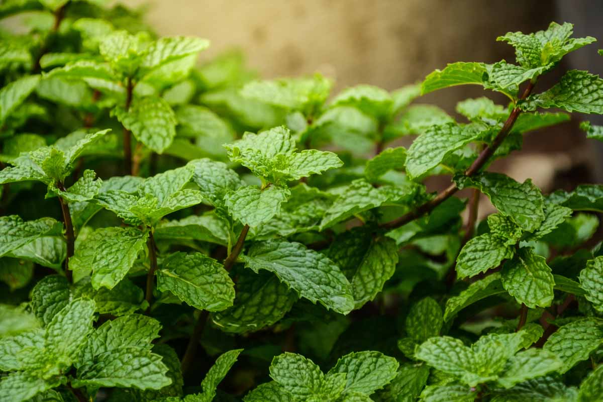 13 Unbelievable Mint Herb for 2024