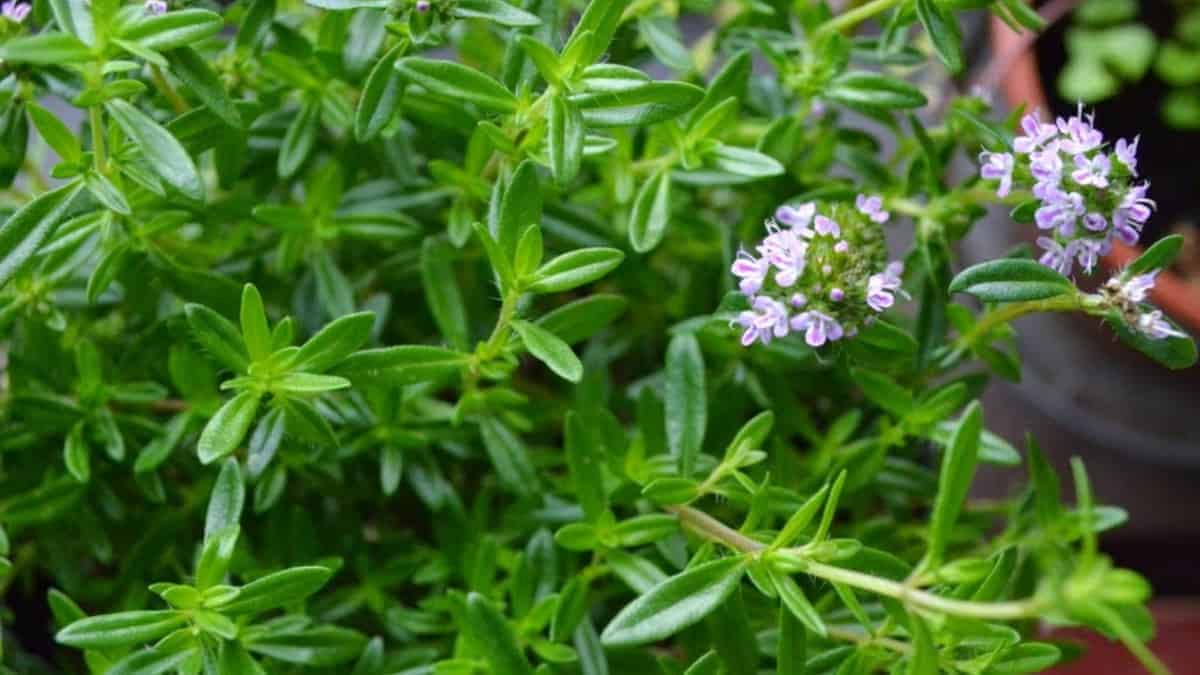 13 Unbelievable Savory Herb for 2024