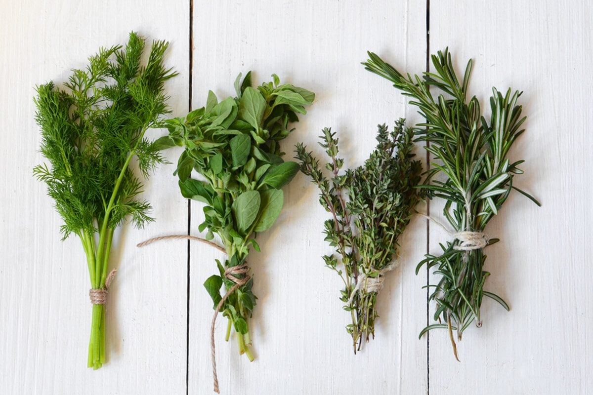14 Amazing Herb Dryer for 2024