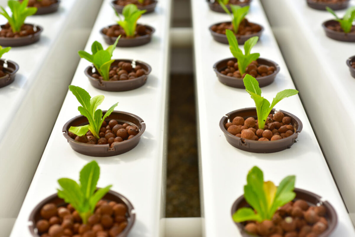 14 Incredible Hydroponics Media for 2024