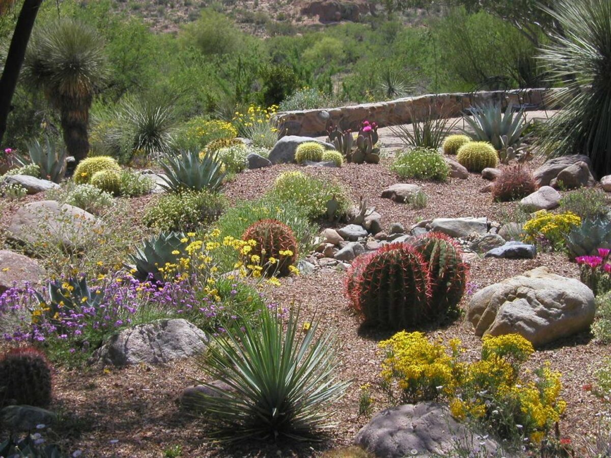 14 Superior Xeriscape Landscaping for 2024