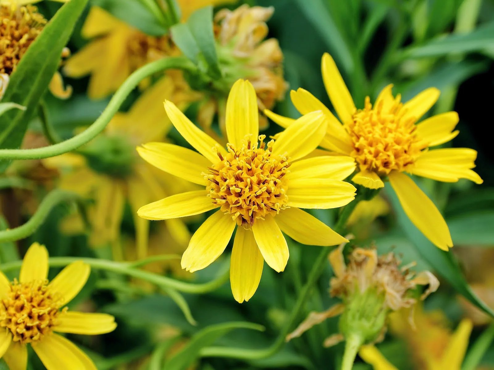 14 Unbelievable Arnica Herb for 2024
