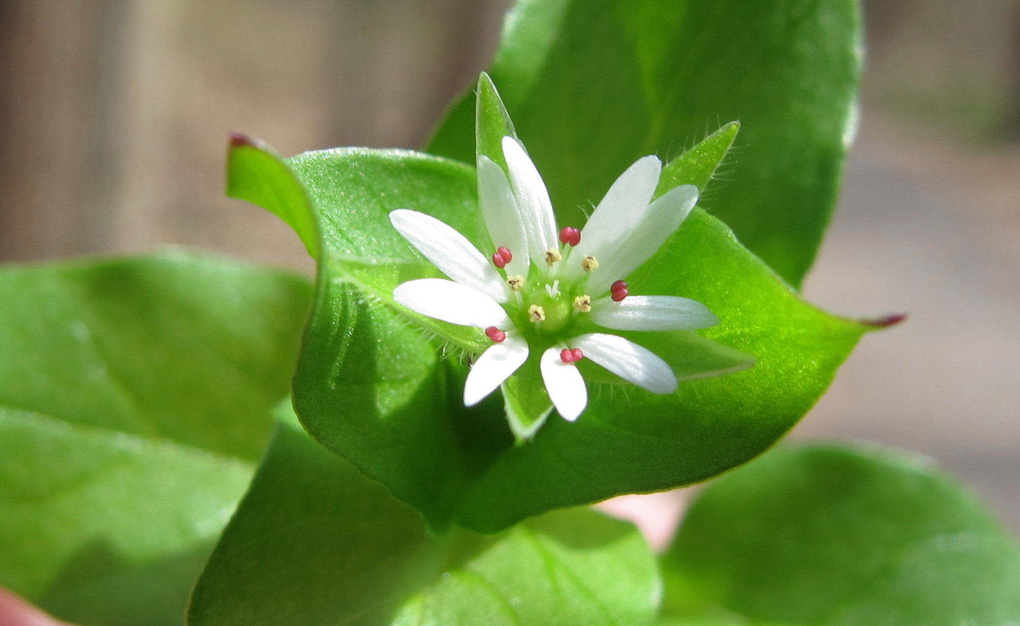 14 Unbelievable Chickweed Herb for 2024