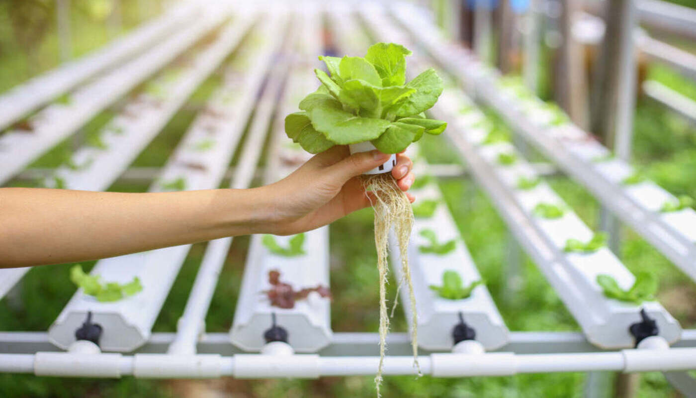 15 Best Complete Hydroponics Growing System for 2024