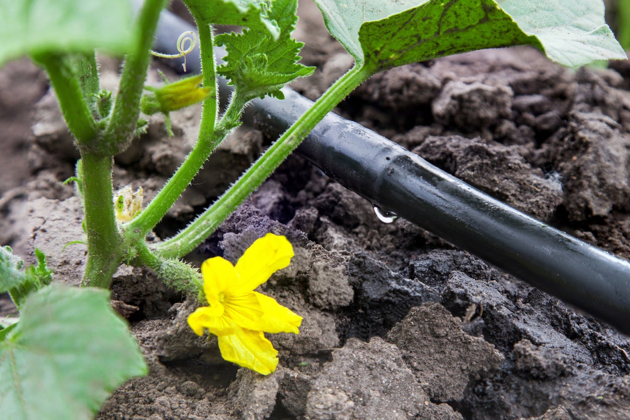 15 Best Dig Drip Irrigation for 2024