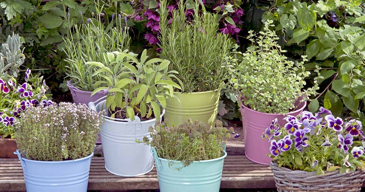 15 Incredible Herb Garden Pots for 2024