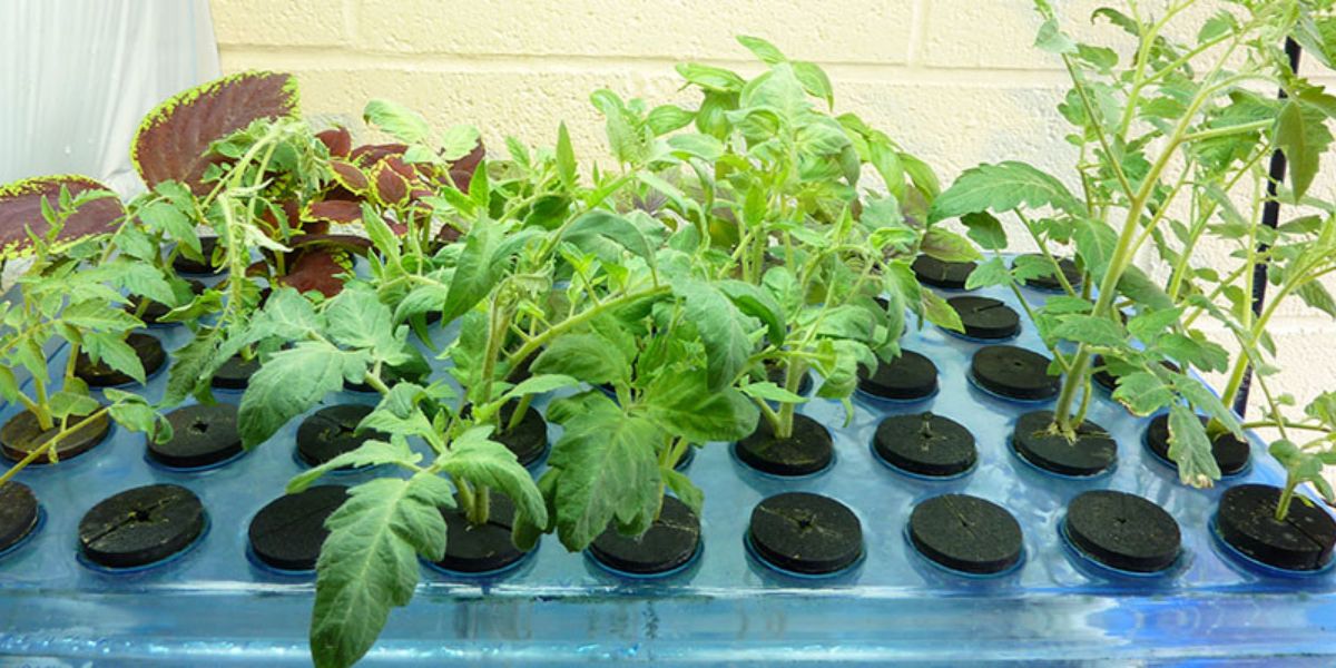 15 Incredible Hydroponics Cloning System for 2024