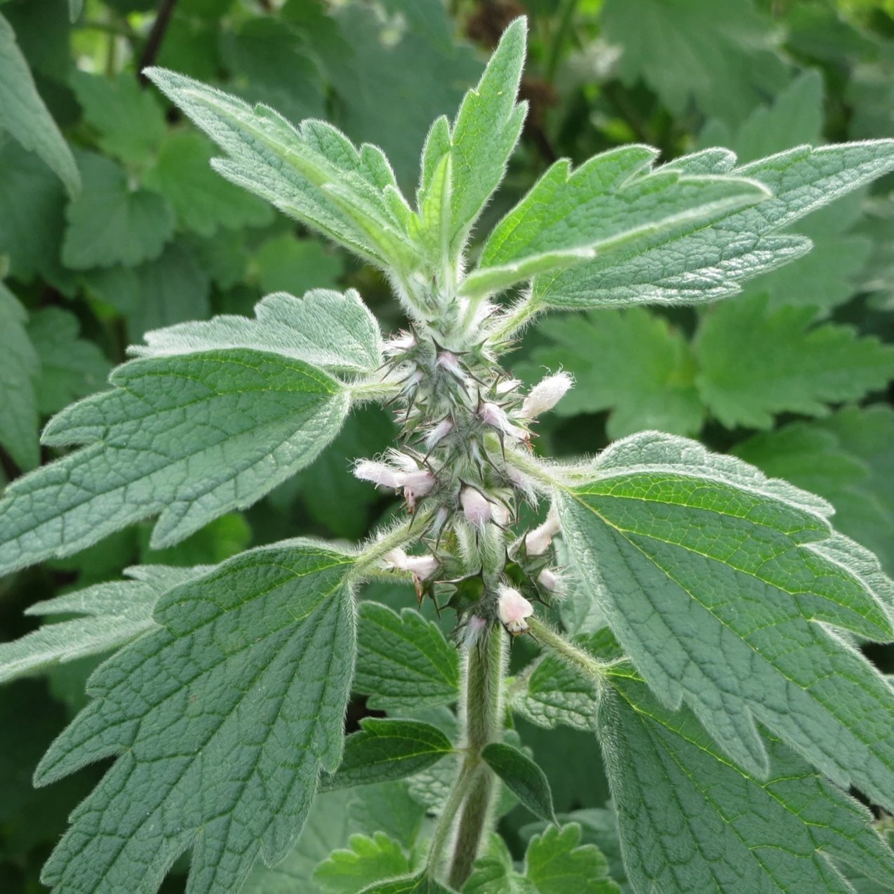 15 Incredible Motherwort Herb for 2024