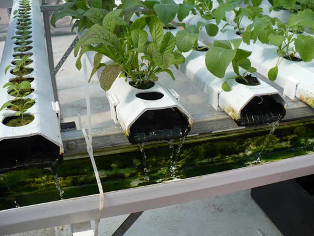 15 Superior Hydroponics System Water Values for 2024