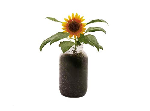 Sunflower Organic Windowsill Planter Kit
