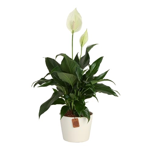 Peace Lily Live Plant with White Flowers