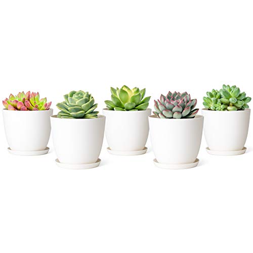 Cream White Succulent Planters with Saucers
