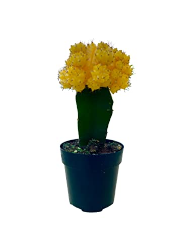 Yellow Grafted Moon Cactus - Live Blooming Cactus Plant