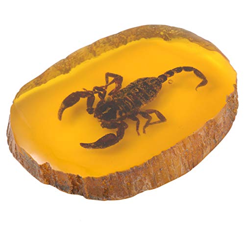 Amber Fossil Insect Specimen Pendant for Collection (Scorpion)