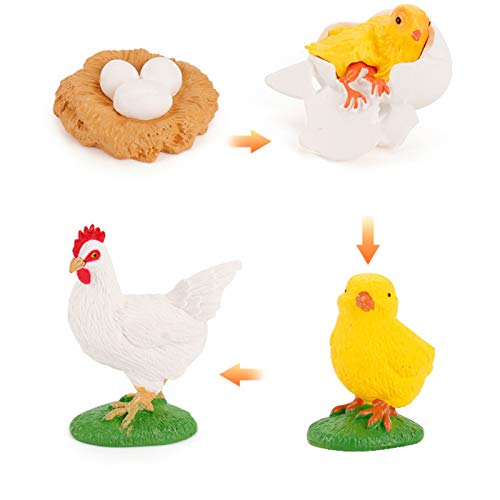 STUDYY Animal Life Growth Cycle Toy (Chicken)