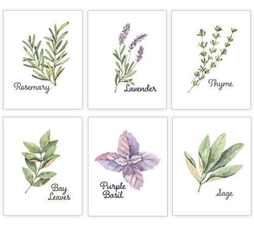 Kitchen Wall Art - Botanical Prints Wall Decor