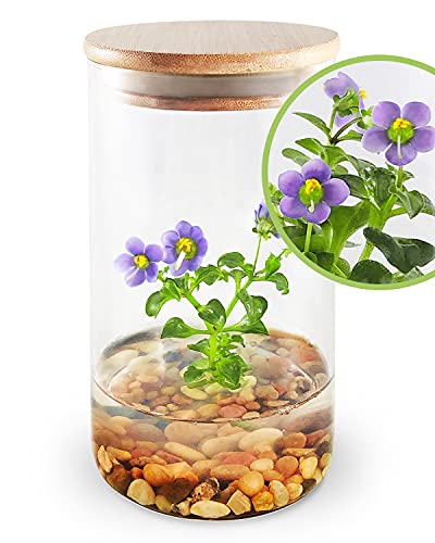 Bloomify Persian Violet - Live Flower Terrarium