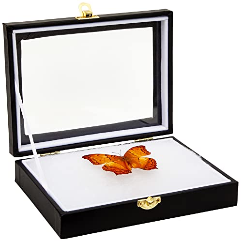 Juvale Butterfly and Bug Display Case